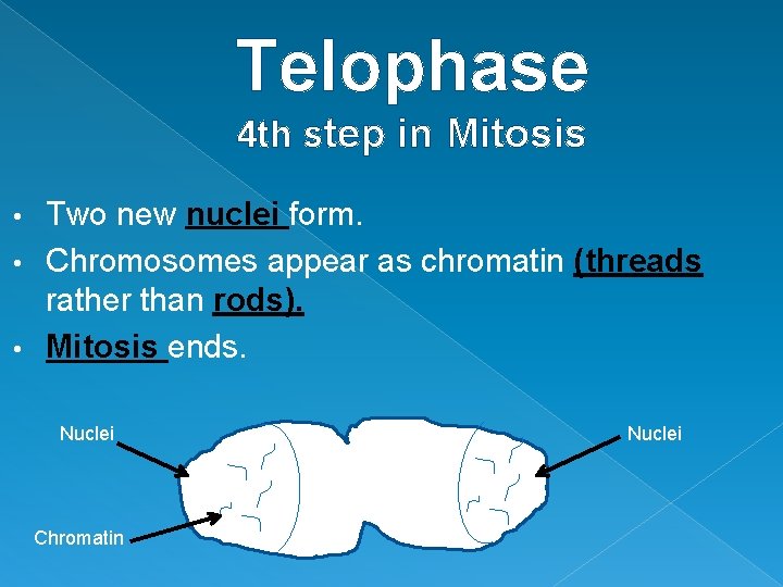 Telophase 4 th step in Mitosis Two new nuclei form. • Chromosomes appear as