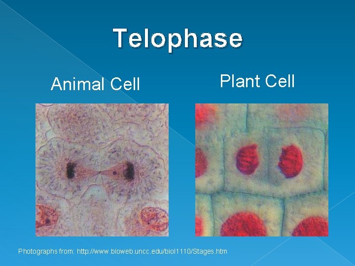 Telophase Animal Cell Plant Cell Photographs from: http: //www. bioweb. uncc. edu/biol 1110/Stages. htm