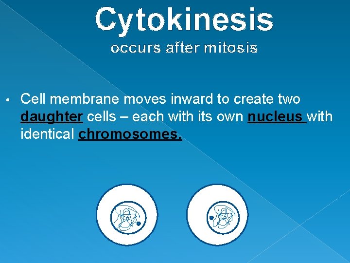 Cytokinesis occurs after mitosis • Cell membrane moves inward to create two daughter cells