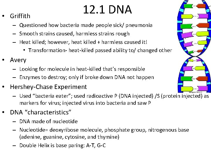  • Griffith 12. 1 DNA – Questioned how bacteria made people sick/ pneumonia