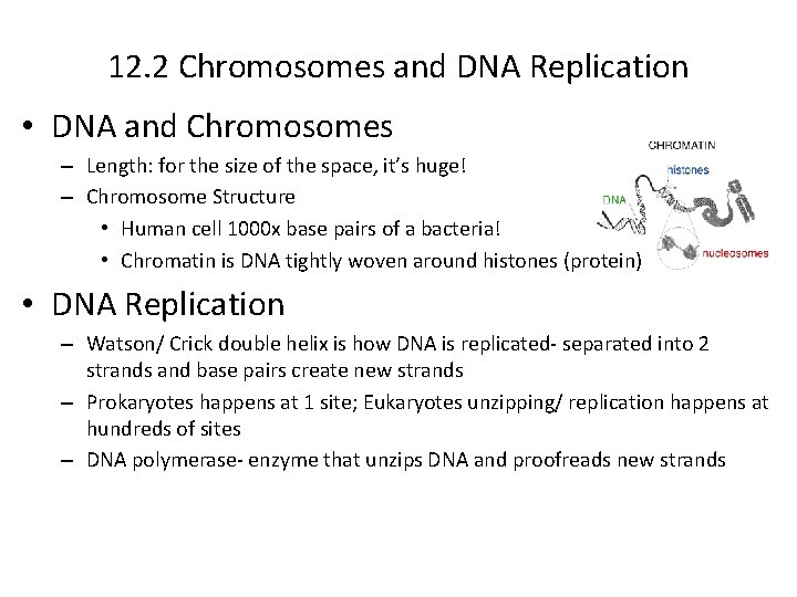 12. 2 Chromosomes and DNA Replication • DNA and Chromosomes – Length: for the