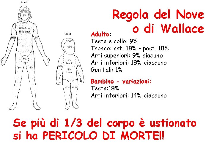 Regola del Nove o di Wallace Adulto: Testa e collo: 9% Tronco: ant. 18%