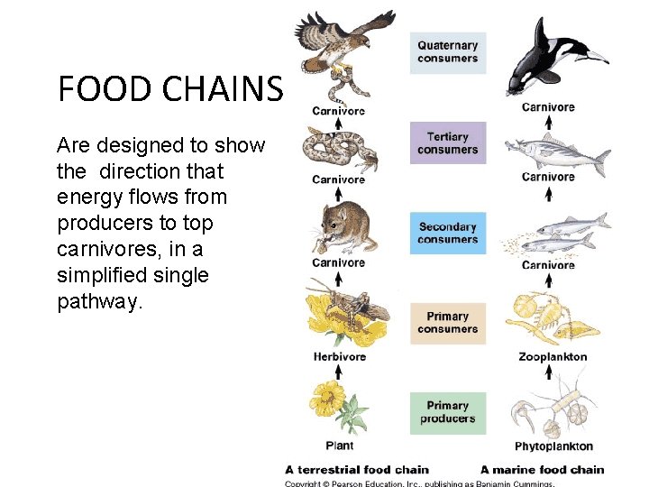 FOOD CHAINS Are designed to show the direction that energy flows from producers to