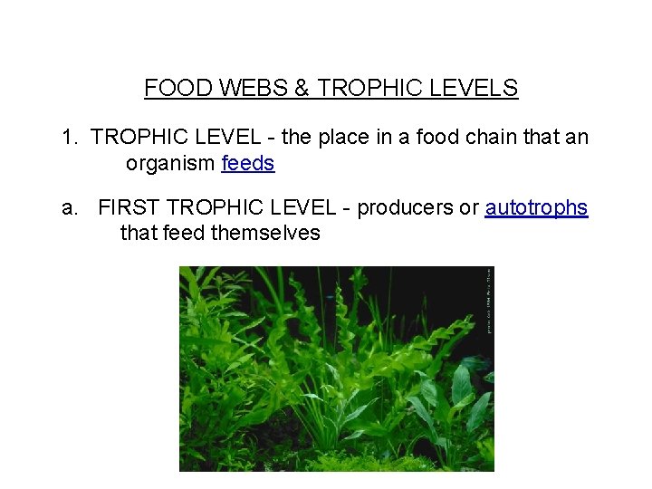 FOOD WEBS & TROPHIC LEVELS 1. TROPHIC LEVEL - the place in a food