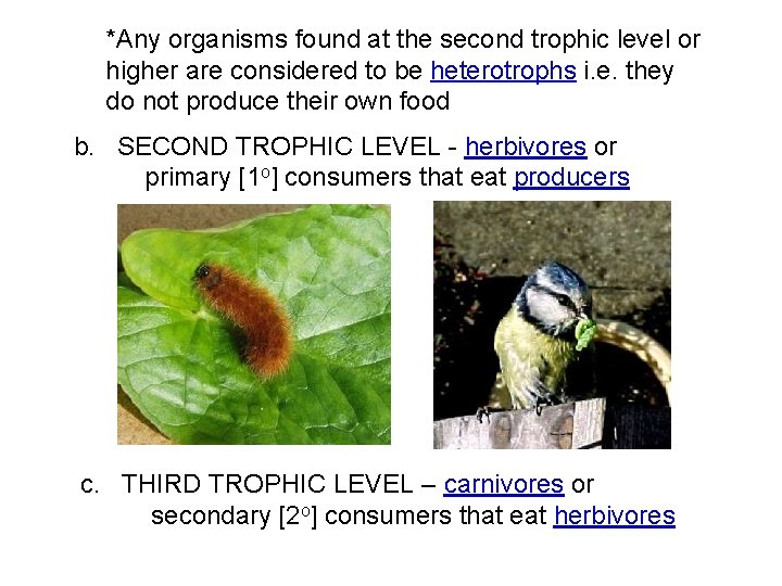 *Any organisms found at the second trophic level or higher are considered to be