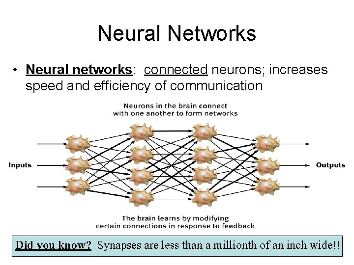 Neural Networks • Neural networks: connected neurons; increases speed and efficiency of communication Did