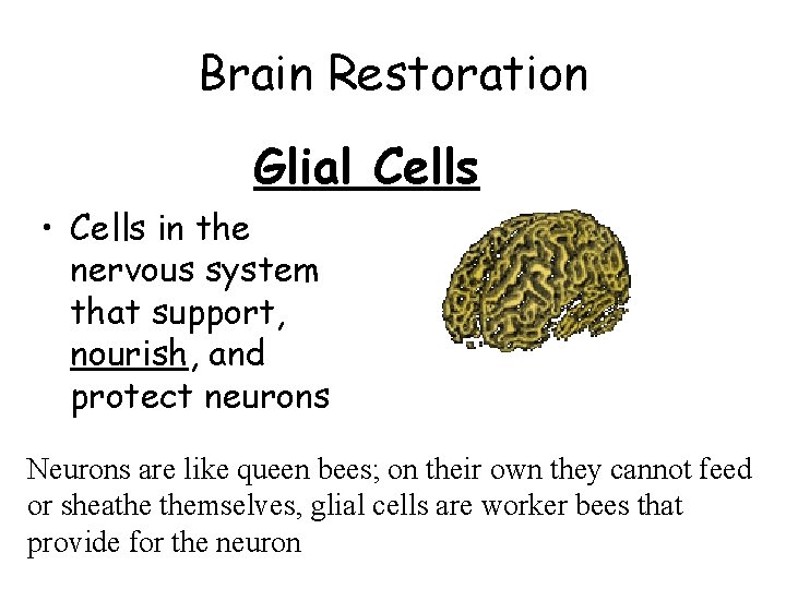 Brain Restoration Glial Cells • Cells in the nervous system that support, nourish, and