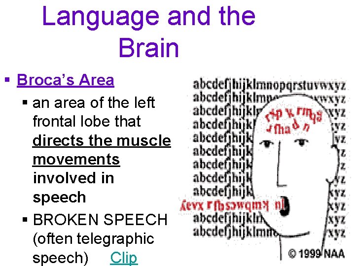 Language and the Brain § Broca’s Area § an area of the left frontal