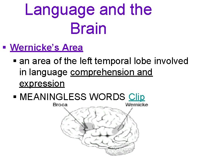 Language and the Brain § Wernicke’s Area § an area of the left temporal