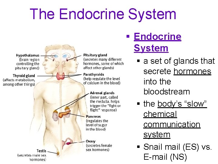 The Endocrine System § a set of glands that secrete hormones into the bloodstream