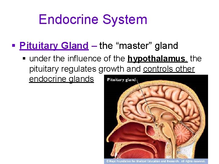 Endocrine System § Pituitary Gland – the “master” gland § under the influence of