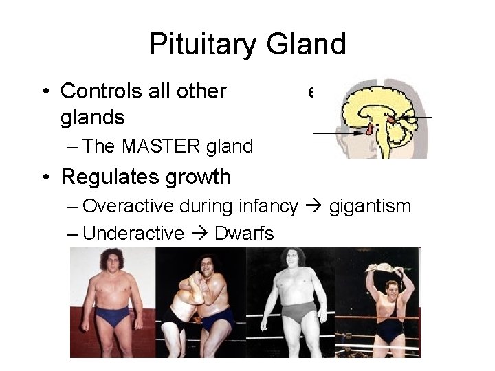 Pituitary Gland • Controls all other glands endocrine – The MASTER gland • Regulates