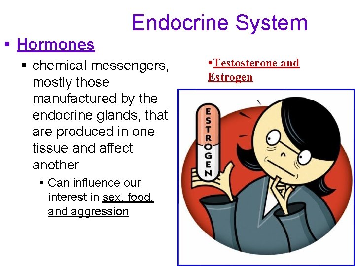 Endocrine System § Hormones § chemical messengers, mostly those manufactured by the endocrine glands,