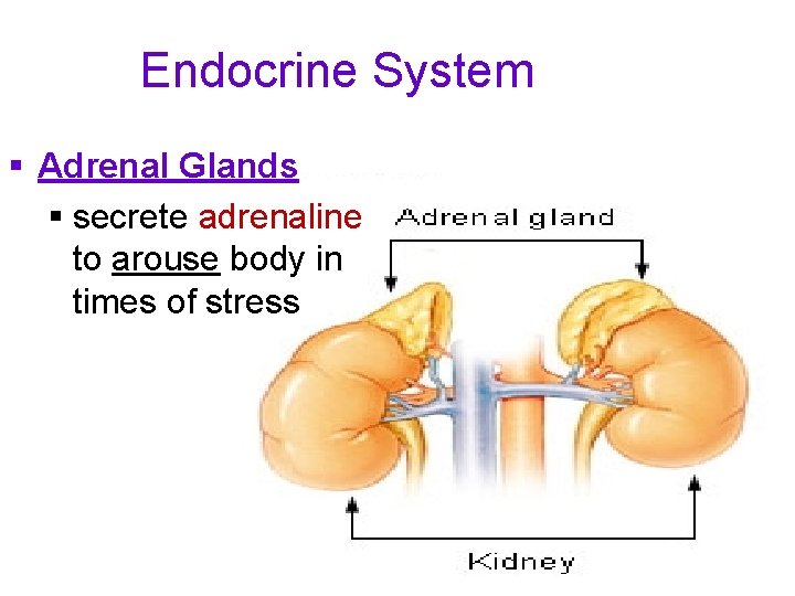 Endocrine System § Adrenal Glands § secrete adrenaline to arouse body in times of