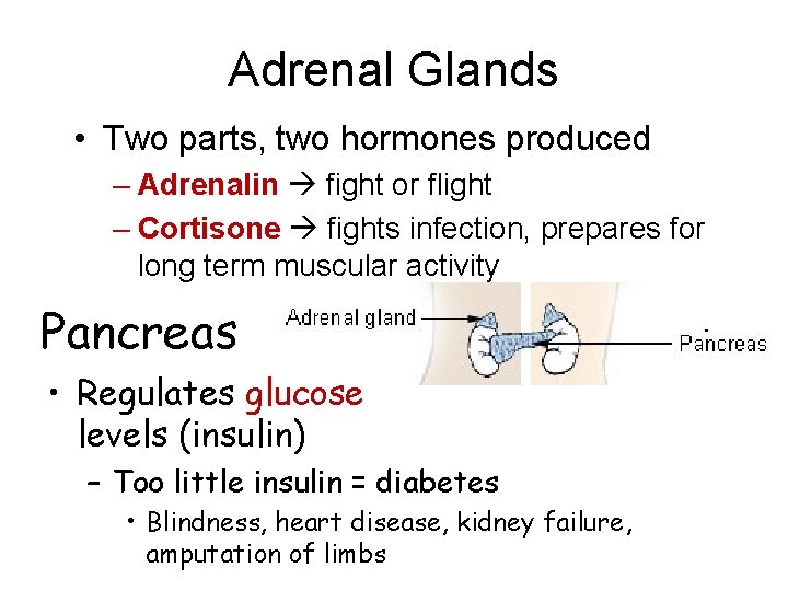 Adrenal Glands • Two parts, two hormones produced – Adrenalin fight or flight –