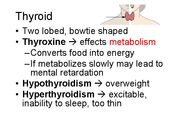 Thyroid • Two lobed, bowtie shaped • Thyroxine effects metabolism – Converts food into