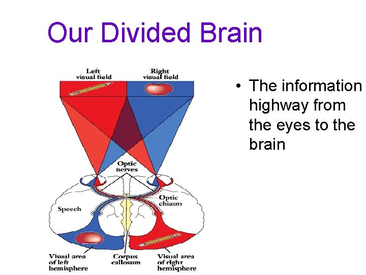 Our Divided Brain • The information highway from the eyes to the brain 