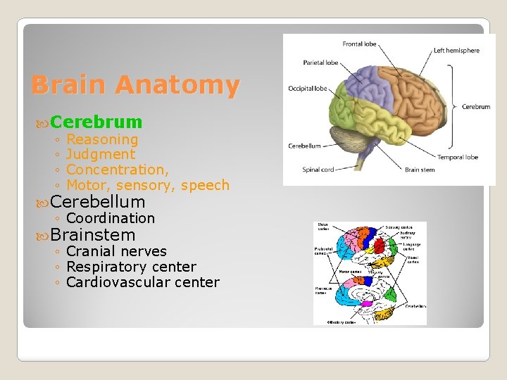 Brain Anatomy Cerebrum ◦ Reasoning ◦ Judgment ◦ Concentration, ◦ Motor, sensory, speech Cerebellum