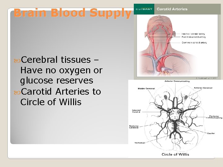 Brain Blood Supply Cerebral tissues – Have no oxygen or glucose reserves Carotid Arteries