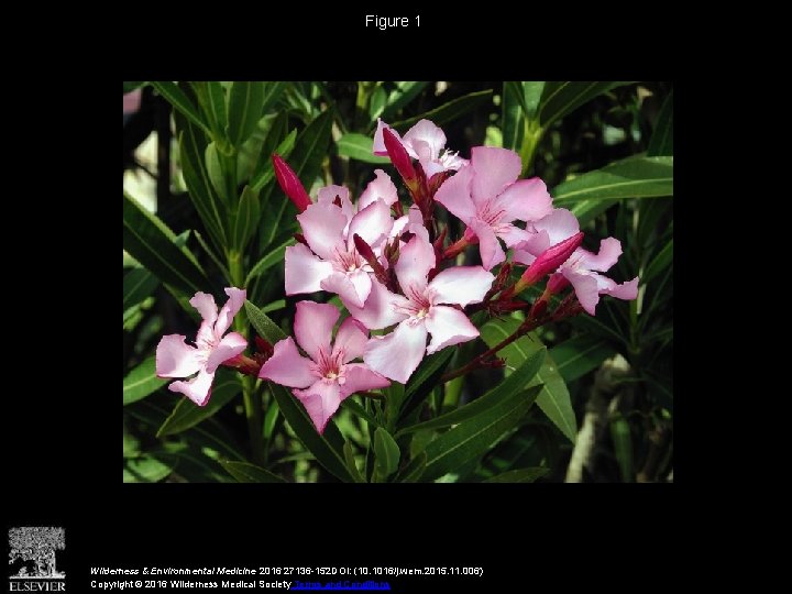 Figure 1 Wilderness & Environmental Medicine 2016 27136 -152 DOI: (10. 1016/j. wem. 2015.