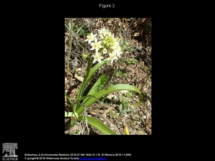 Figure 2 Wilderness & Environmental Medicine 2016 27136 -152 DOI: (10. 1016/j. wem. 2015.