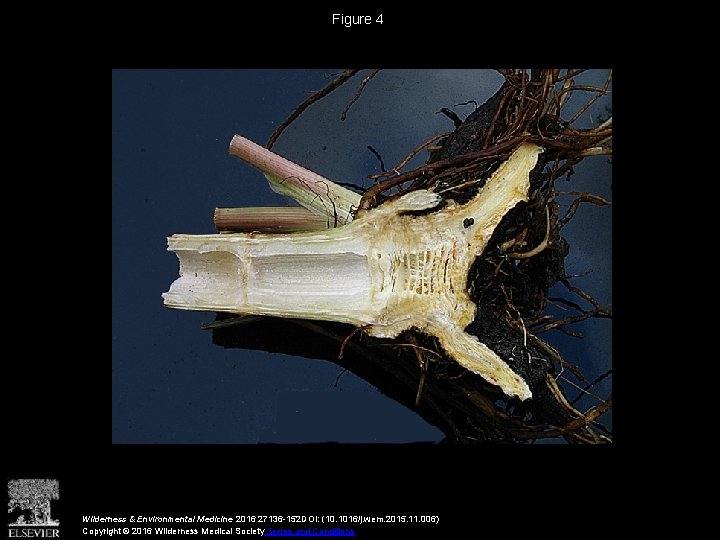 Figure 4 Wilderness & Environmental Medicine 2016 27136 -152 DOI: (10. 1016/j. wem. 2015.