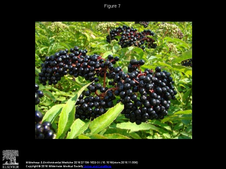 Figure 7 Wilderness & Environmental Medicine 2016 27136 -152 DOI: (10. 1016/j. wem. 2015.