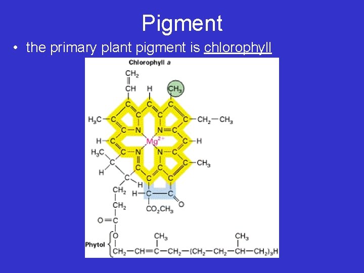 Pigment • the primary plant pigment is chlorophyll 