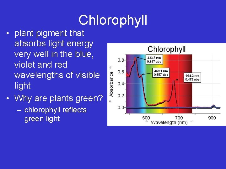 Chlorophyll • plant pigment that absorbs light energy very well in the blue, violet
