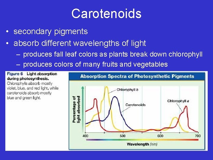 Carotenoids • secondary pigments • absorb different wavelengths of light – produces fall leaf
