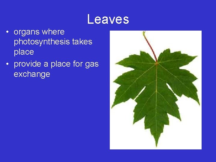 Leaves • organs where photosynthesis takes place • provide a place for gas exchange