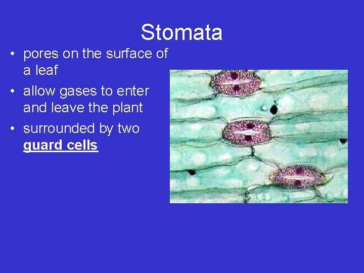 Stomata • pores on the surface of a leaf • allow gases to enter