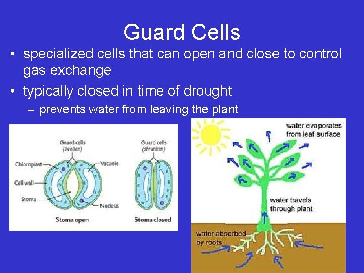 Guard Cells • specialized cells that can open and close to control gas exchange