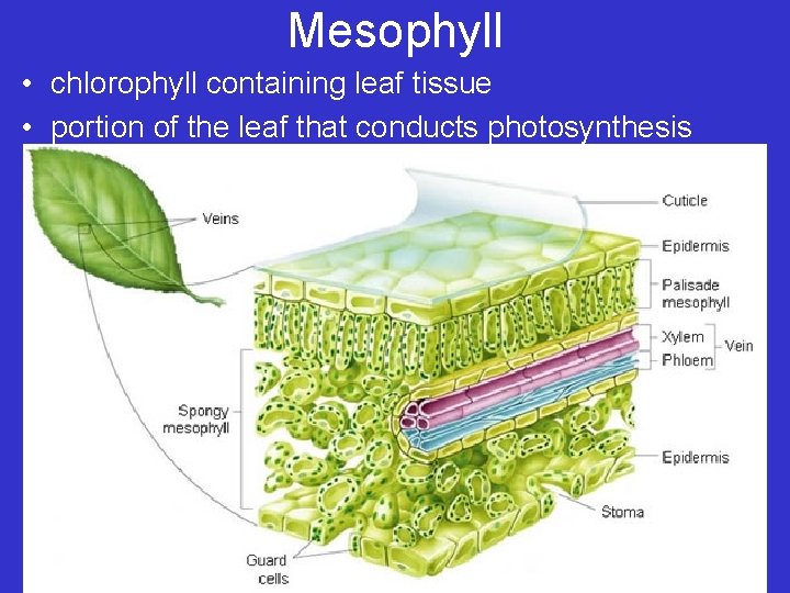 Mesophyll • chlorophyll containing leaf tissue • portion of the leaf that conducts photosynthesis
