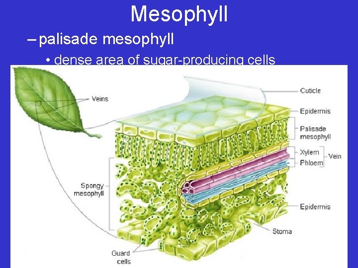 Mesophyll – palisade mesophyll • dense area of sugar-producing cells 