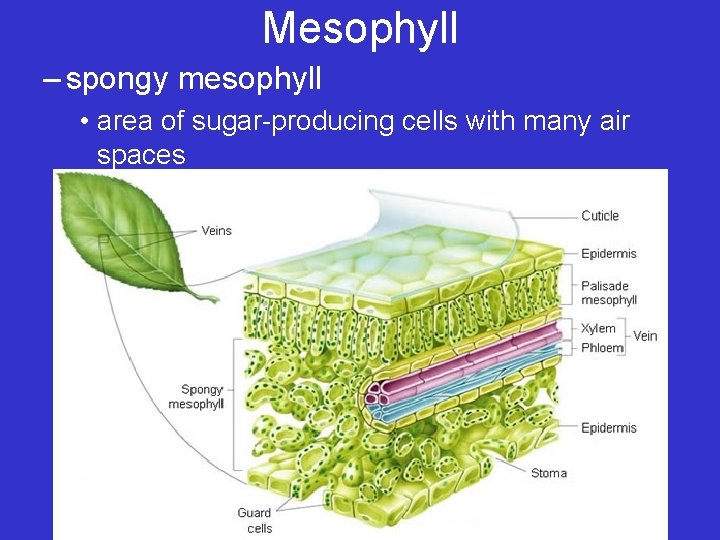 Mesophyll – spongy mesophyll • area of sugar-producing cells with many air spaces 