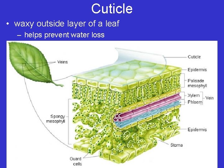 Cuticle • waxy outside layer of a leaf – helps prevent water loss 