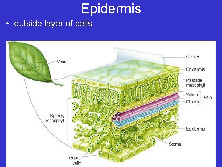 Epidermis • outside layer of cells 