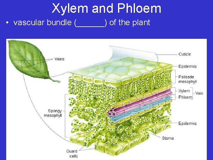 Xylem and Phloem • vascular bundle (______) of the plant 