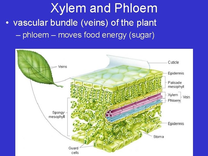 Xylem and Phloem • vascular bundle (veins) of the plant – phloem – moves