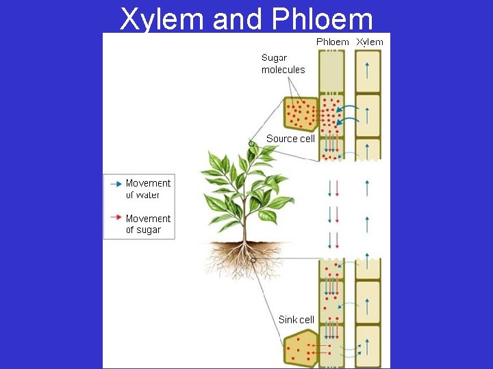 Xylem and Phloem 