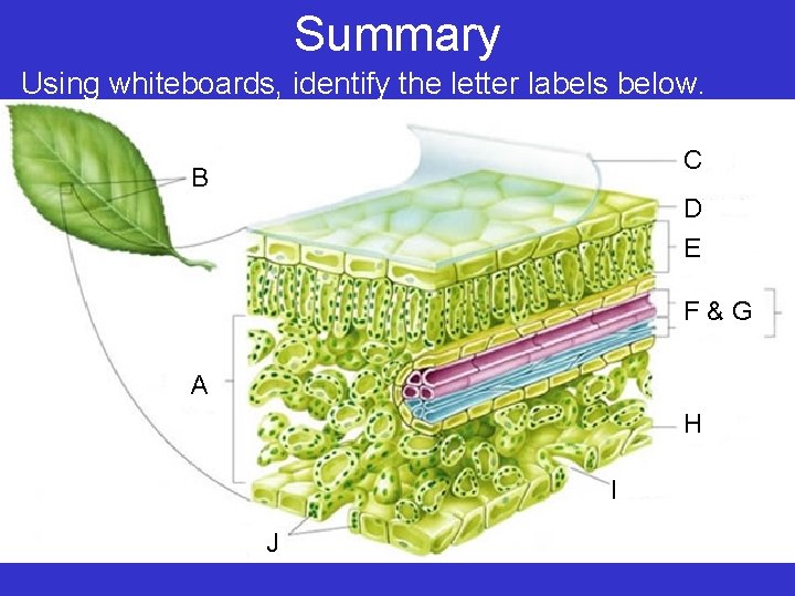 Summary Using whiteboards, identify the letter labels below. C B D E F&G A