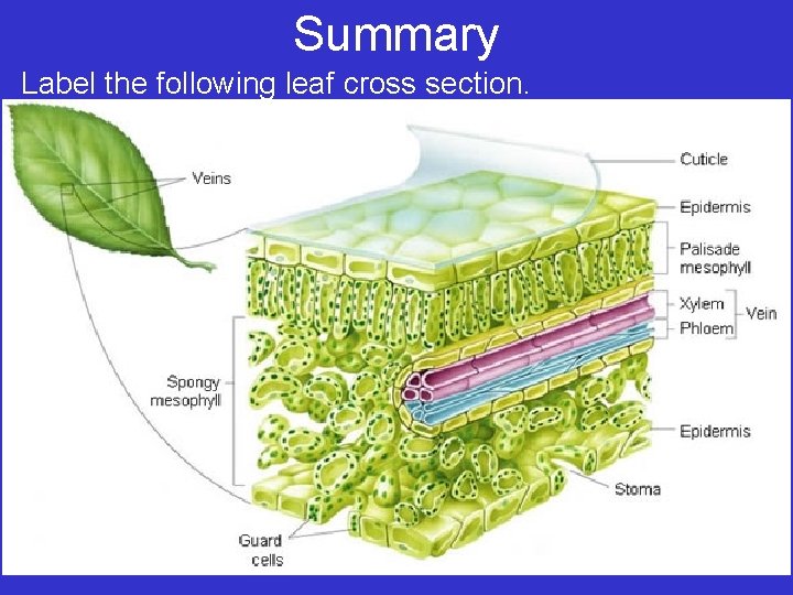 Summary Label the following leaf cross section. 