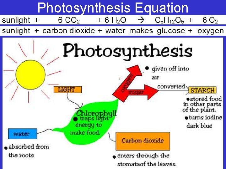 Photosynthesis Equation 