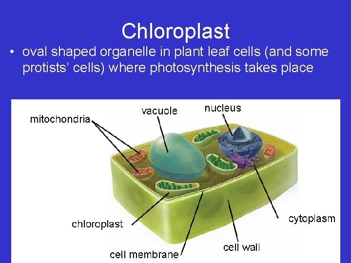 Chloroplast • oval shaped organelle in plant leaf cells (and some protists’ cells) where