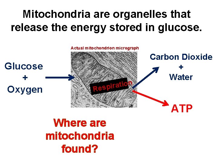 Mitochondria are organelles that release the energy stored in glucose. Actual mitochondrion micrograph Glucose