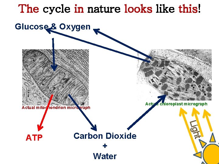 The cycle in nature looks like this! Glucose & Oxygen Actual mitochondrion micrograph t