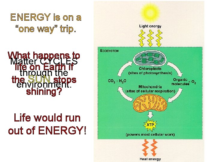 ENERGY is on a “one way” trip. What happens to Matter CYCLES life on
