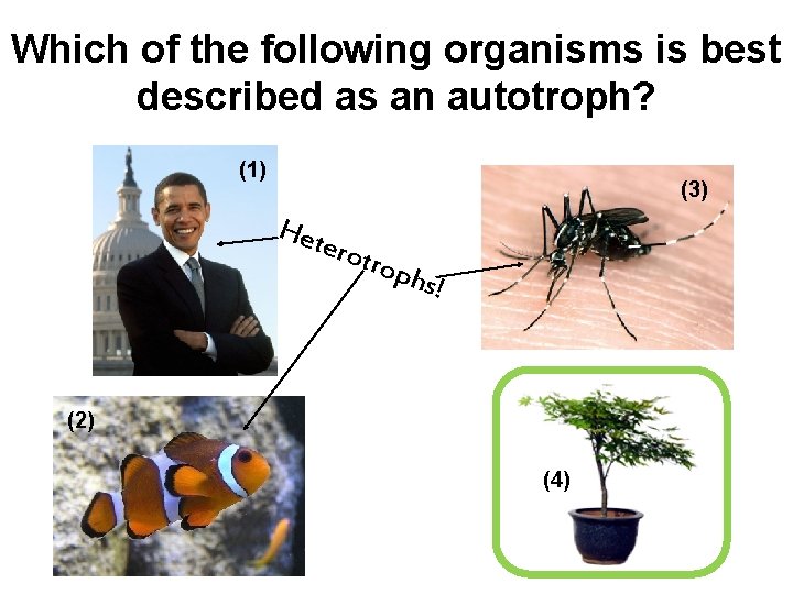 Which of the following organisms is best described as an autotroph? (1) (3) Het