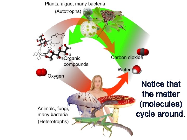 Notice that the matter (molecules) cycle around. 